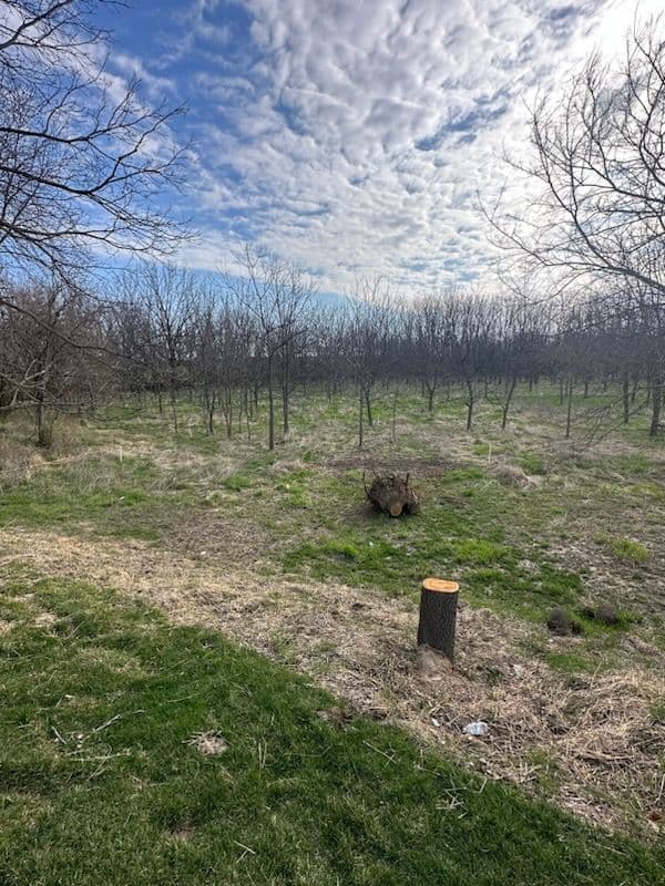 Comprehensive Land Clearing in Mahomet