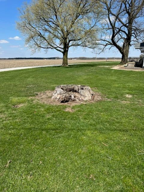 Project Stump Solution for a Perfect Weldon Lawn image